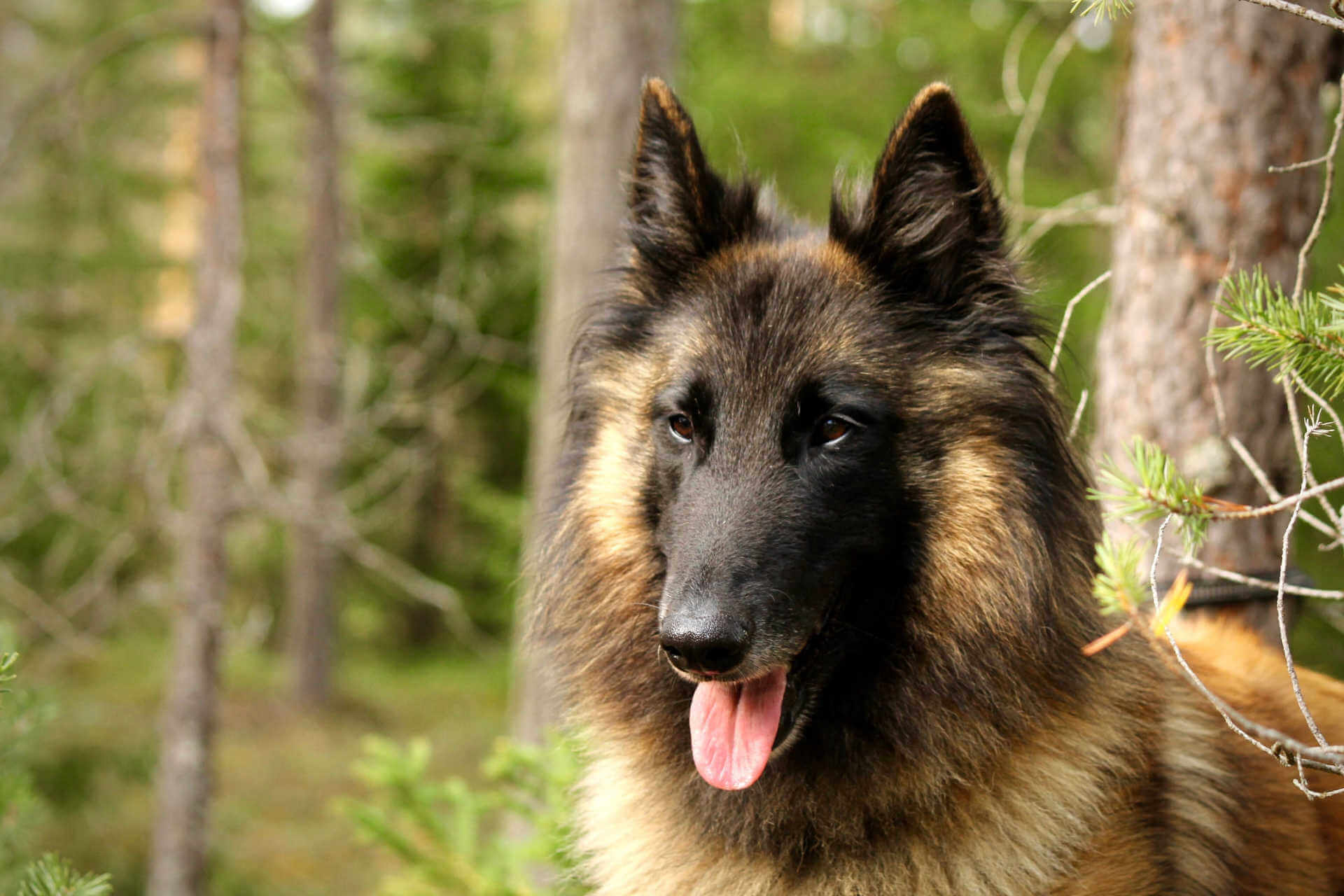 Nahaufnahme eines Tervueren