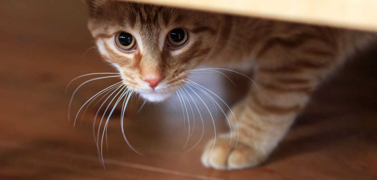 Eine Katze erfolgreich eingewöhnen Tipps und Tricks