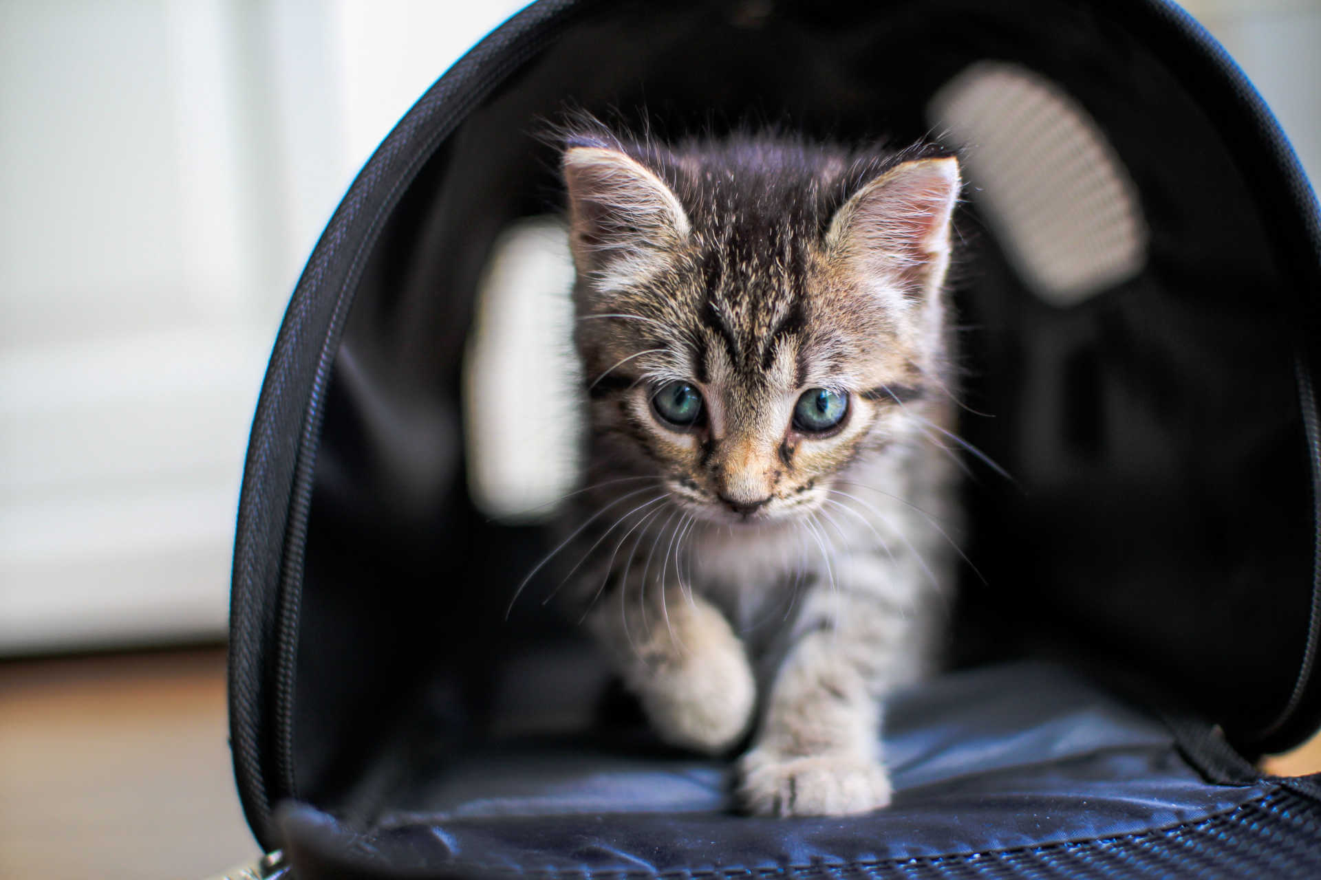 Eine Katze erfolgreich eingewöhnen Tipps und Tricks