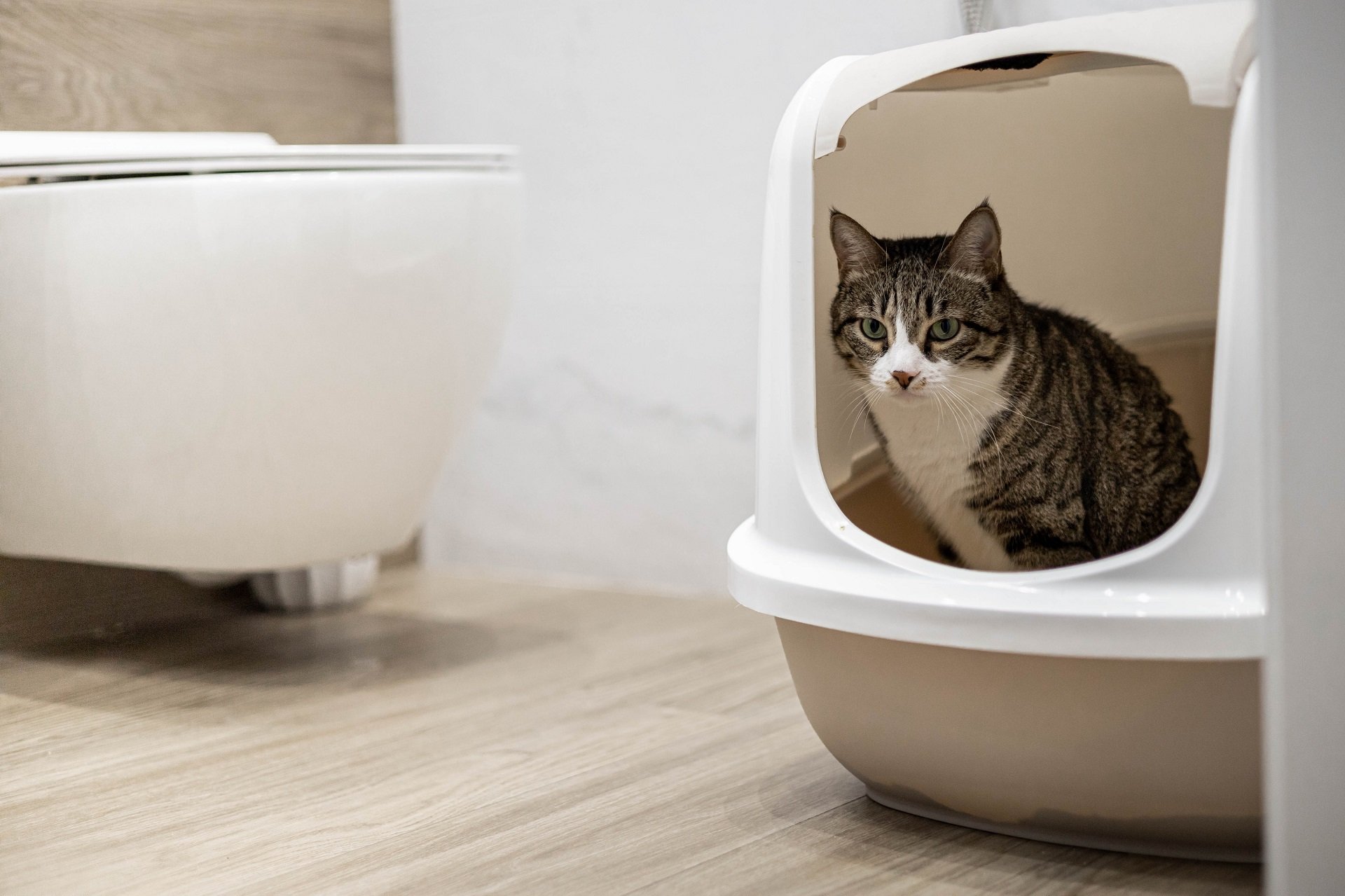 Rustikales Katzenklo Schrank von FEANDREA für eure Katze