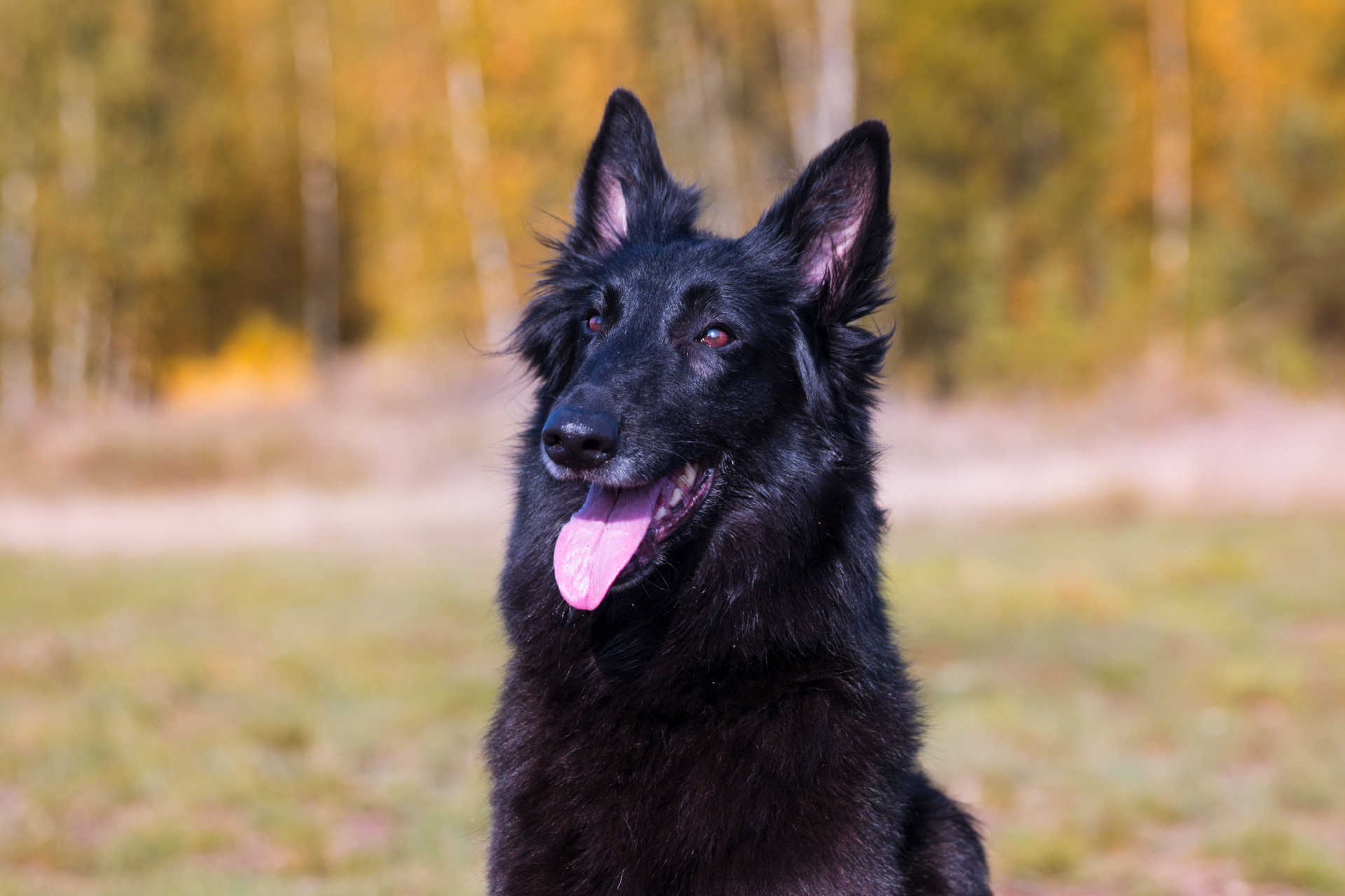 Portrait eines Groenendaels