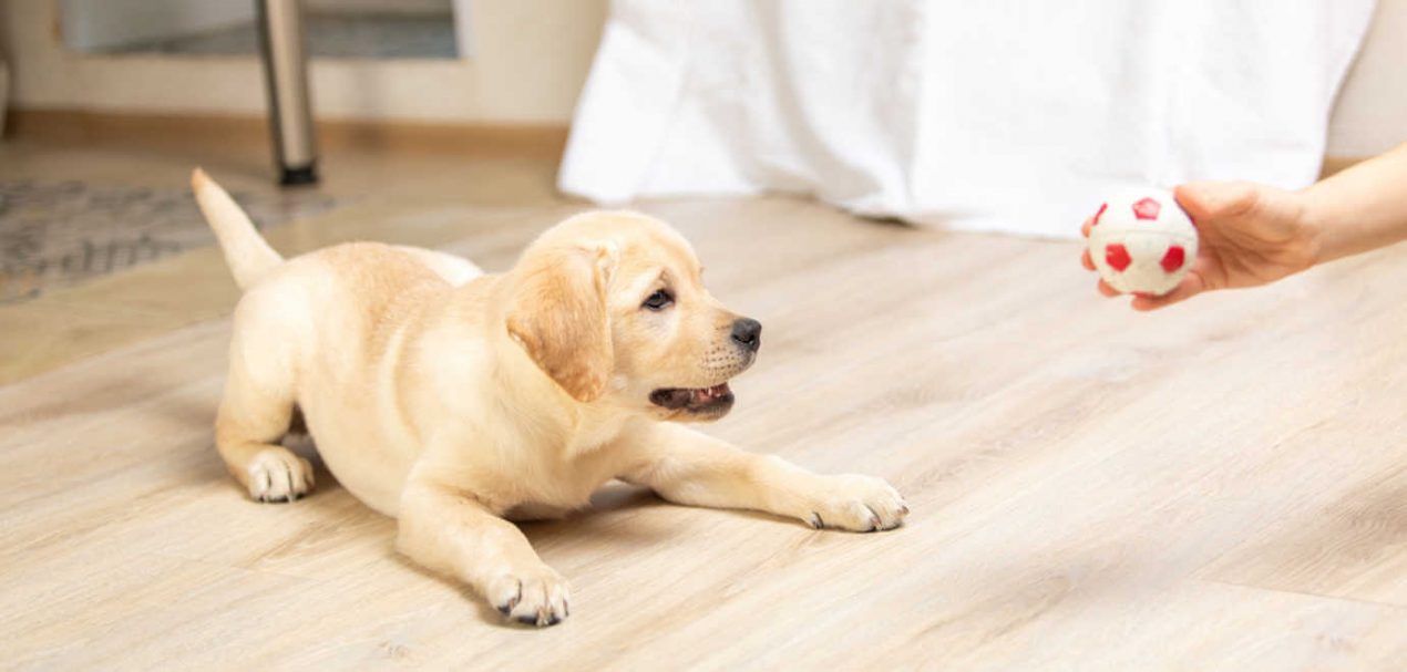 Wasserdichte Hundematte Oxford - Für Laufstall, Bett & Auto