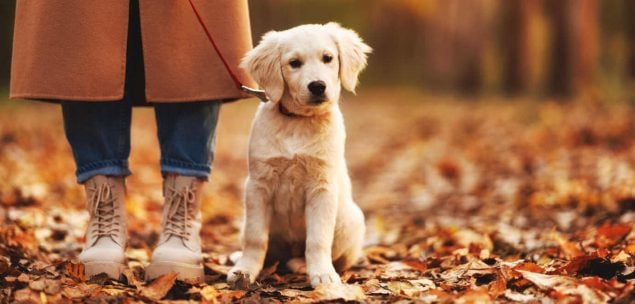 Retriver Welpe sitzt brav neben den Besitzer