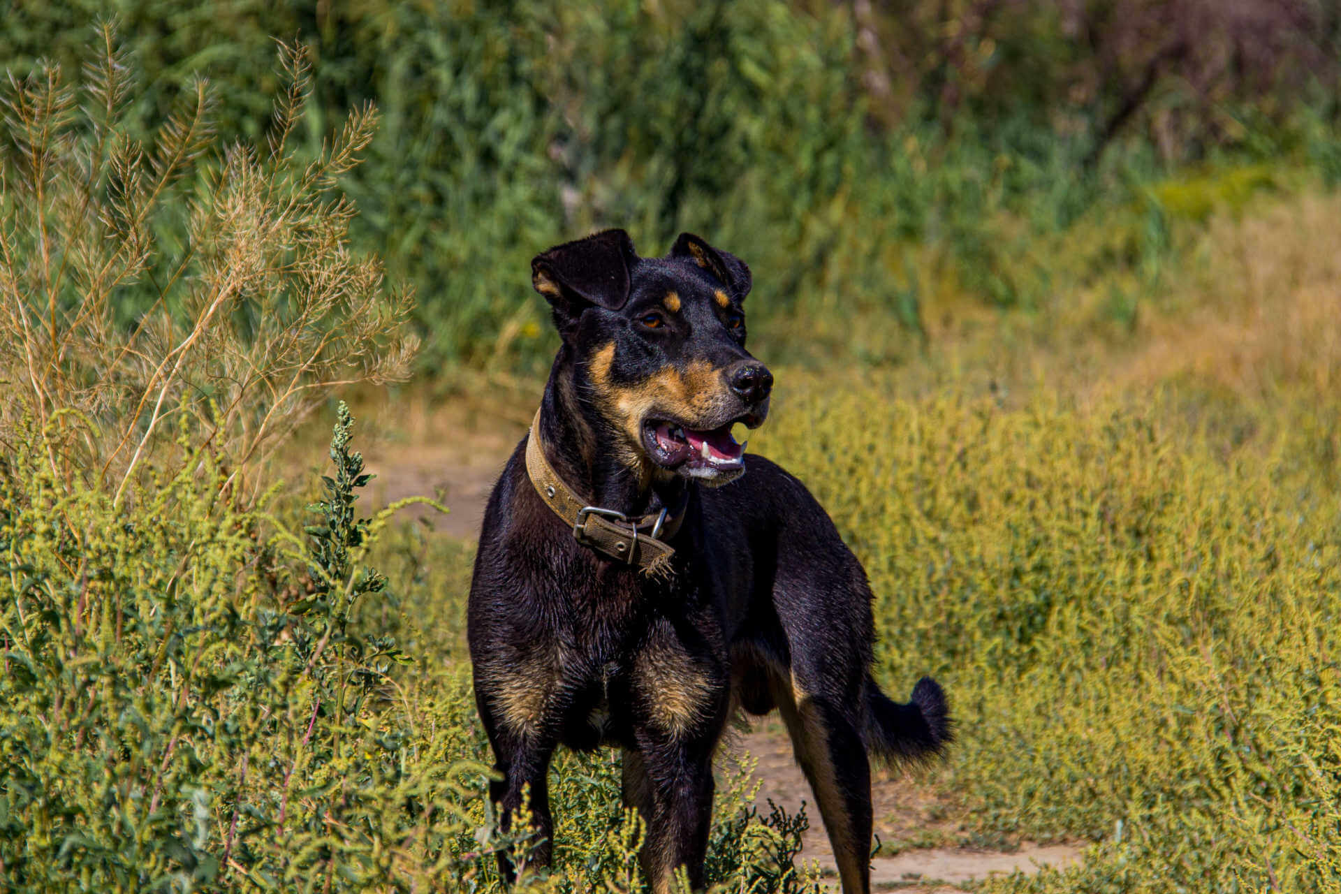 Deutscher Jagdterrier steht auf einer Wiese