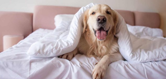 Golden Retriever im Bett mit Decke