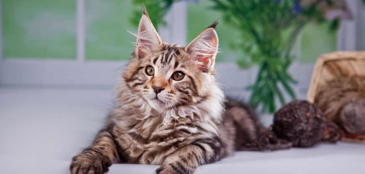 Wann sind Katzen ausgewachsen? Das Wachstum unserer Samtpfoten