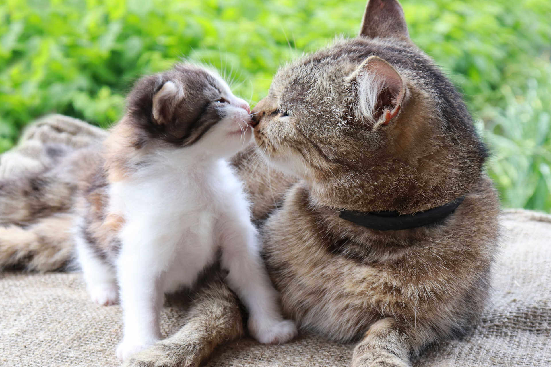 Wann sind Katzen ausgewachsen? Das Wachstum unserer Samtpfoten