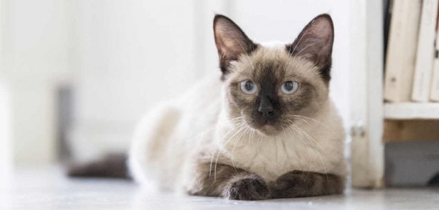 Siamkatze die noch nicht ganz ausgewachsen ist