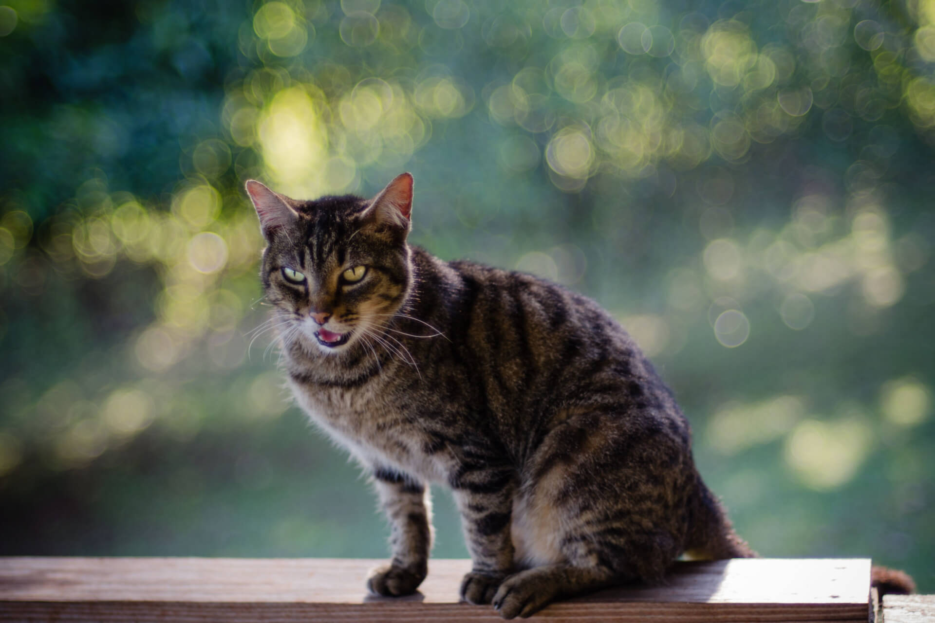 Ataxie bei Katzen - Ursachen, Symptome und Behandlung