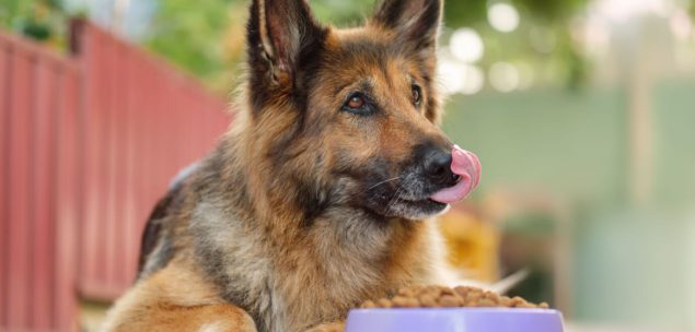Schäferhund mit Futter