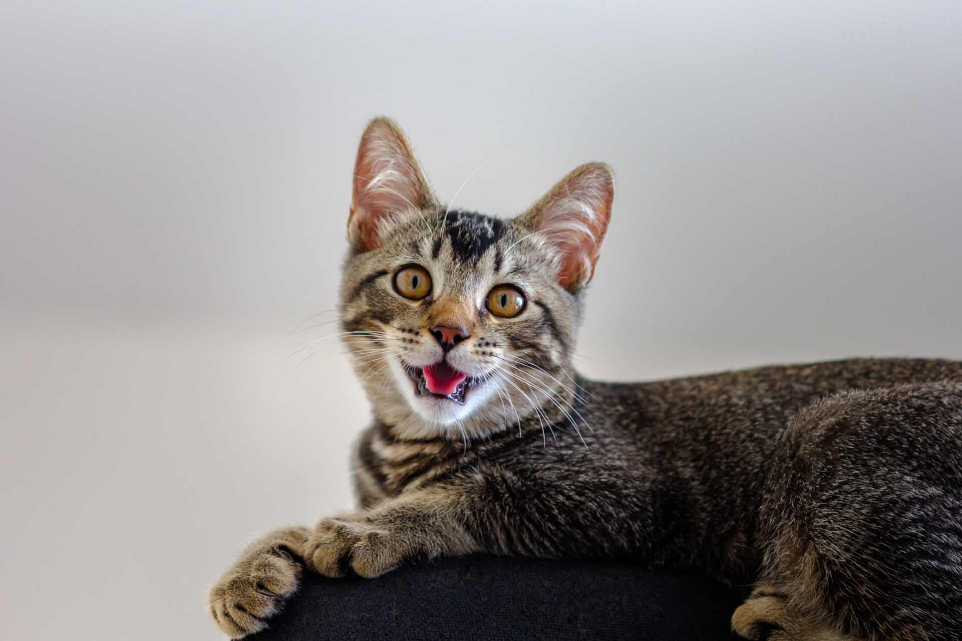 Katzenasthma Ursachen, Symptome und Behandlungsmöglichkeiten