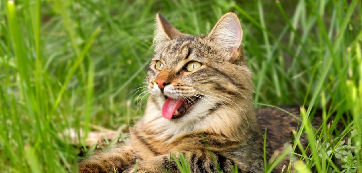 Katze hechelt Ursachen, Symptome und Behandlungsmöglichkeiten