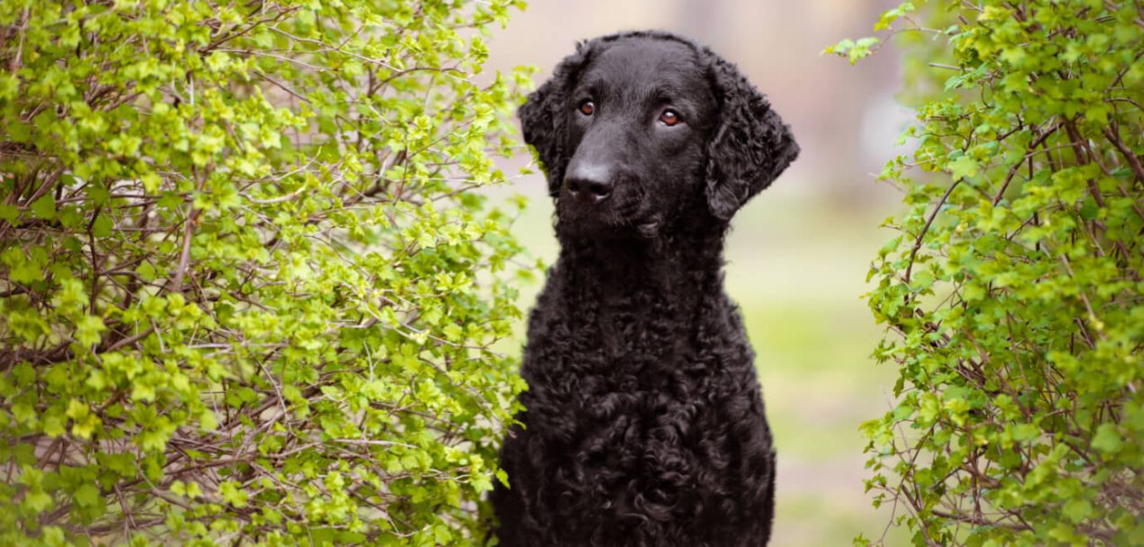 Curly Coated Retriever Ein fröhlicher und verspielter Begleithund