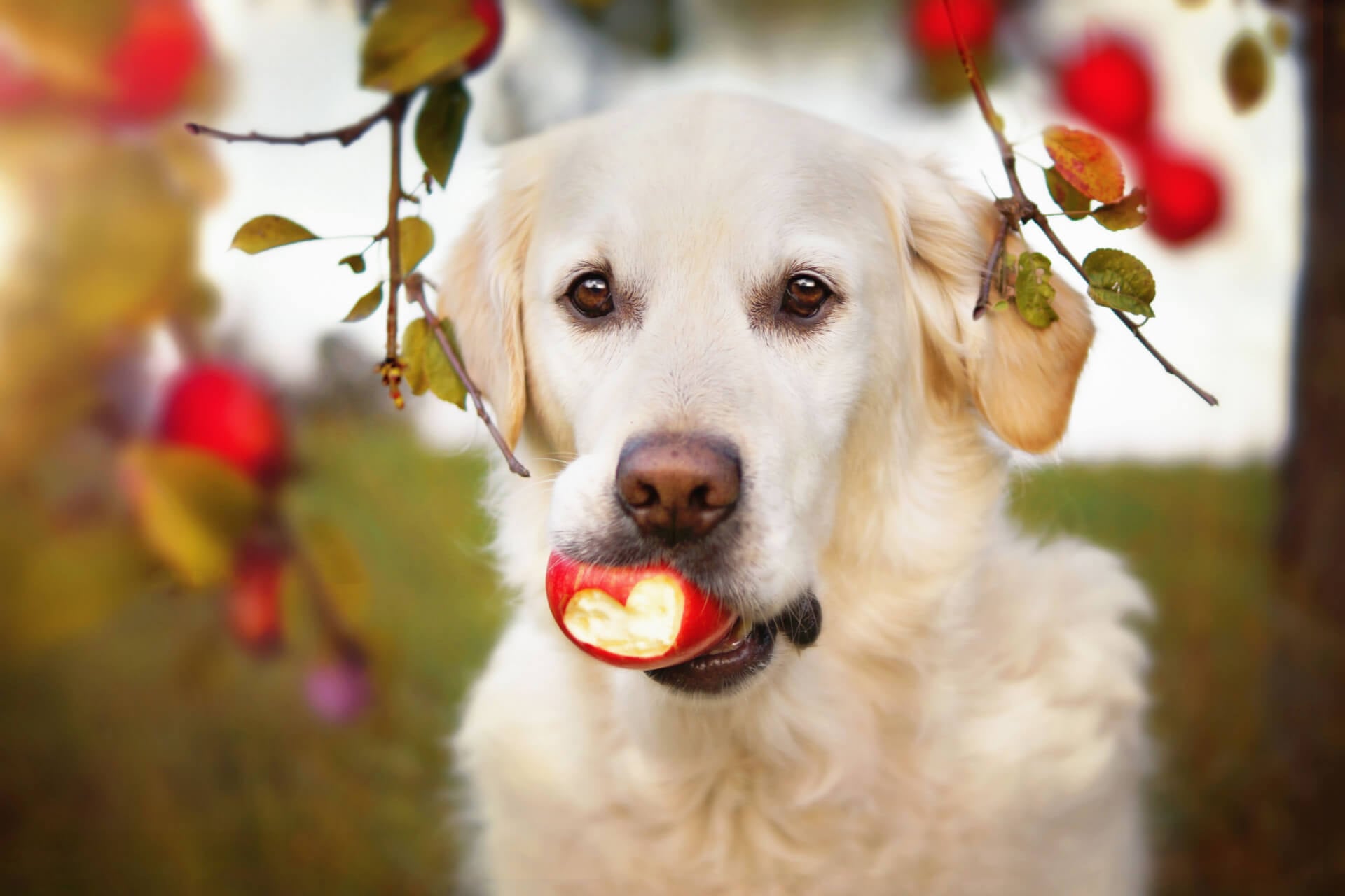 Hund mit Apfel im Mund