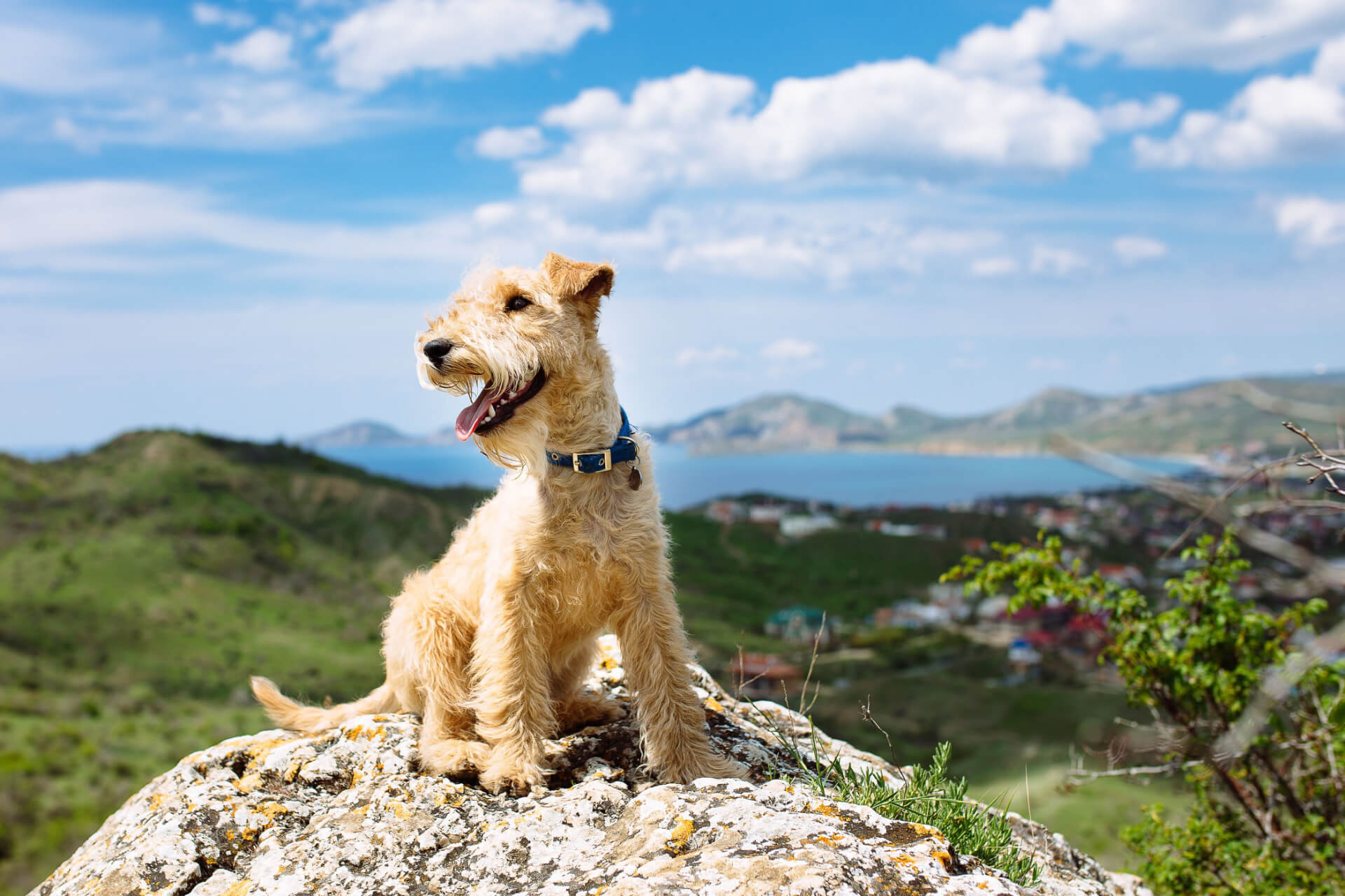 Lakeland Terrier sitzt auf einem Felsen
