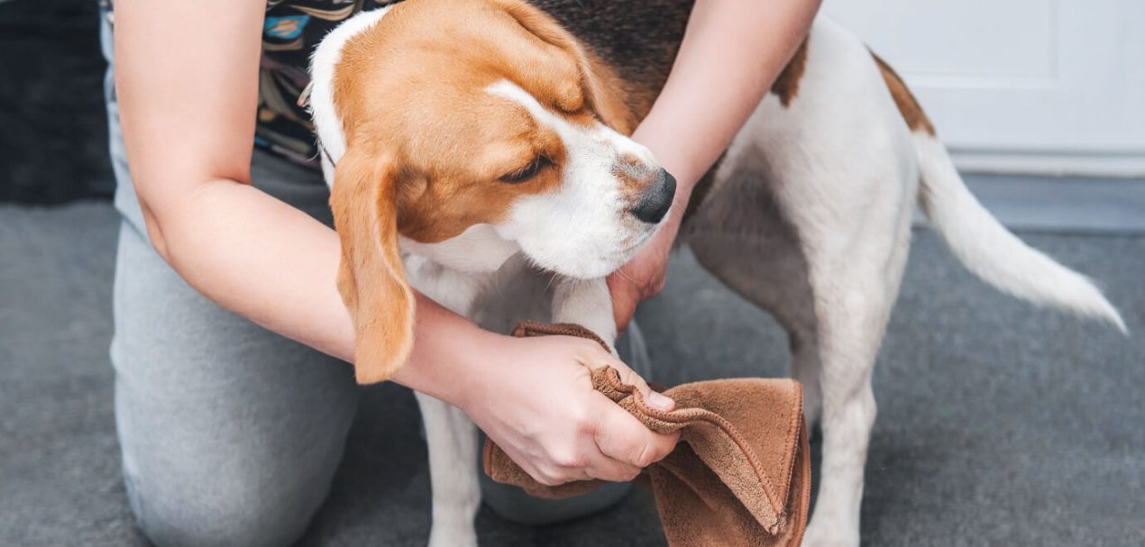 Pfotenpflege beim Hund: Tipps für glückliche und gesunde Vierbeiner