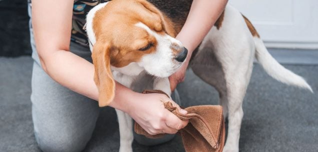 Beagle bei der Pfotenpfleger