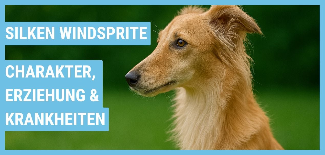 Silken Windsprite Ratgeber: Haltung, Wesen und Gesundheit