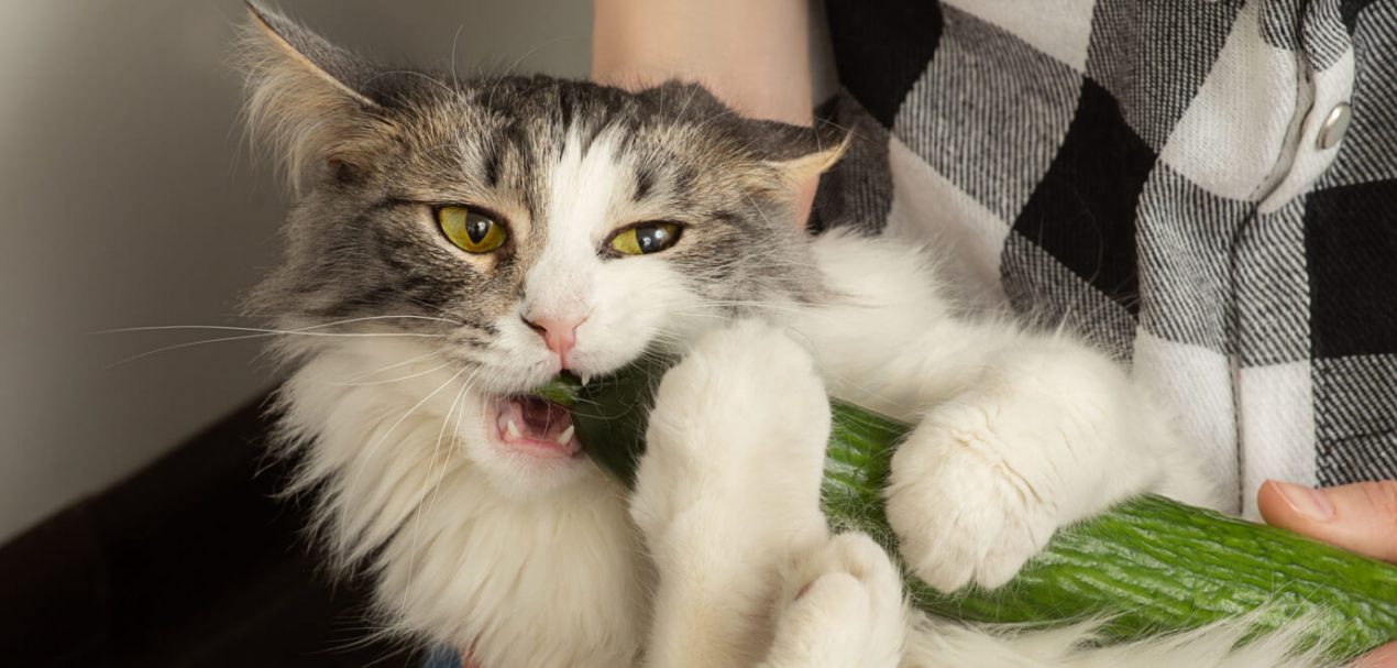 Warum Haben Katzen Angst Vor Gurken Gutefrage Warum haben Katzen Angst vor Gurken? - Katzenverhalten erklärt