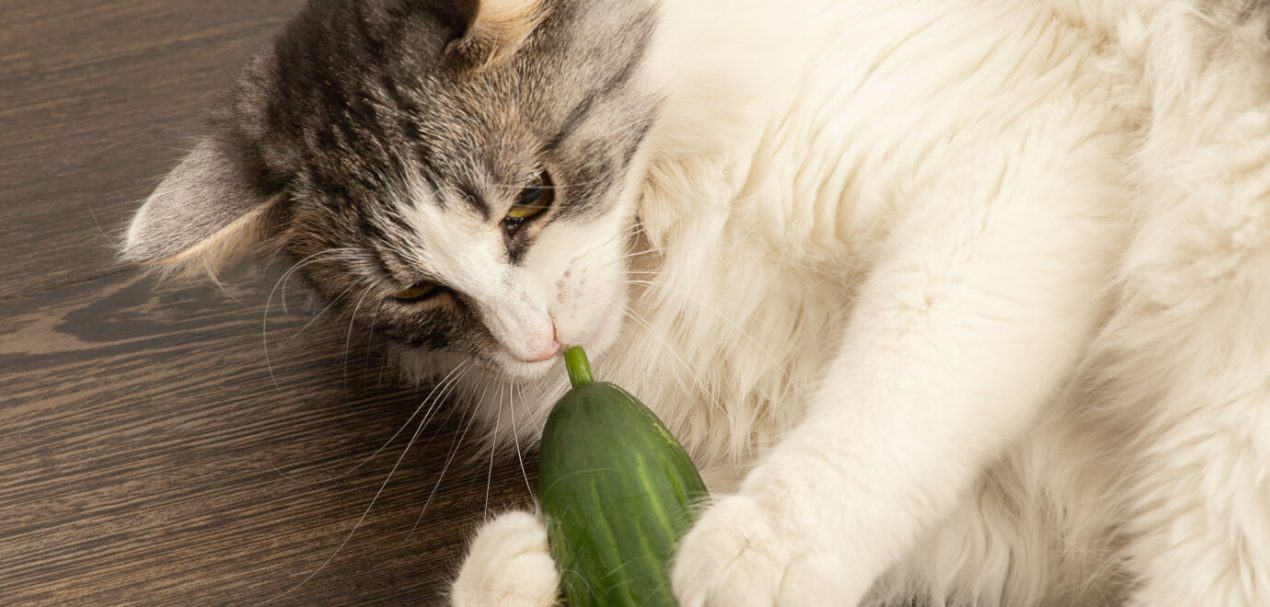 Warum Haben Katzen Angst Vor Gurken Gutefrage Warum haben Katzen Angst vor Gurken? - Katzenverhalten erklärt