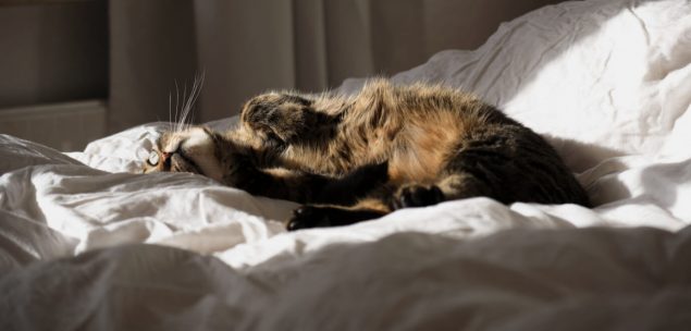 Katze rollig auf Bett