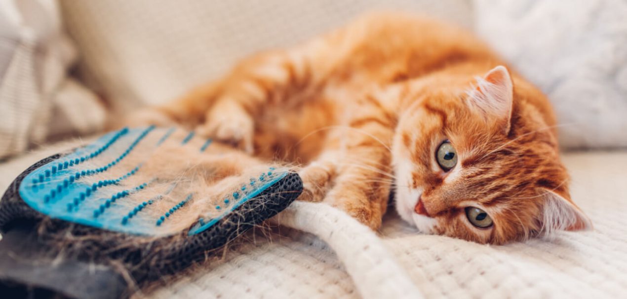 Katzenhaare entfernen Tipps für Ein Sauberes Zuhause