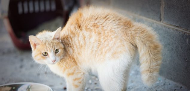 Katze macht Katzenbuckel