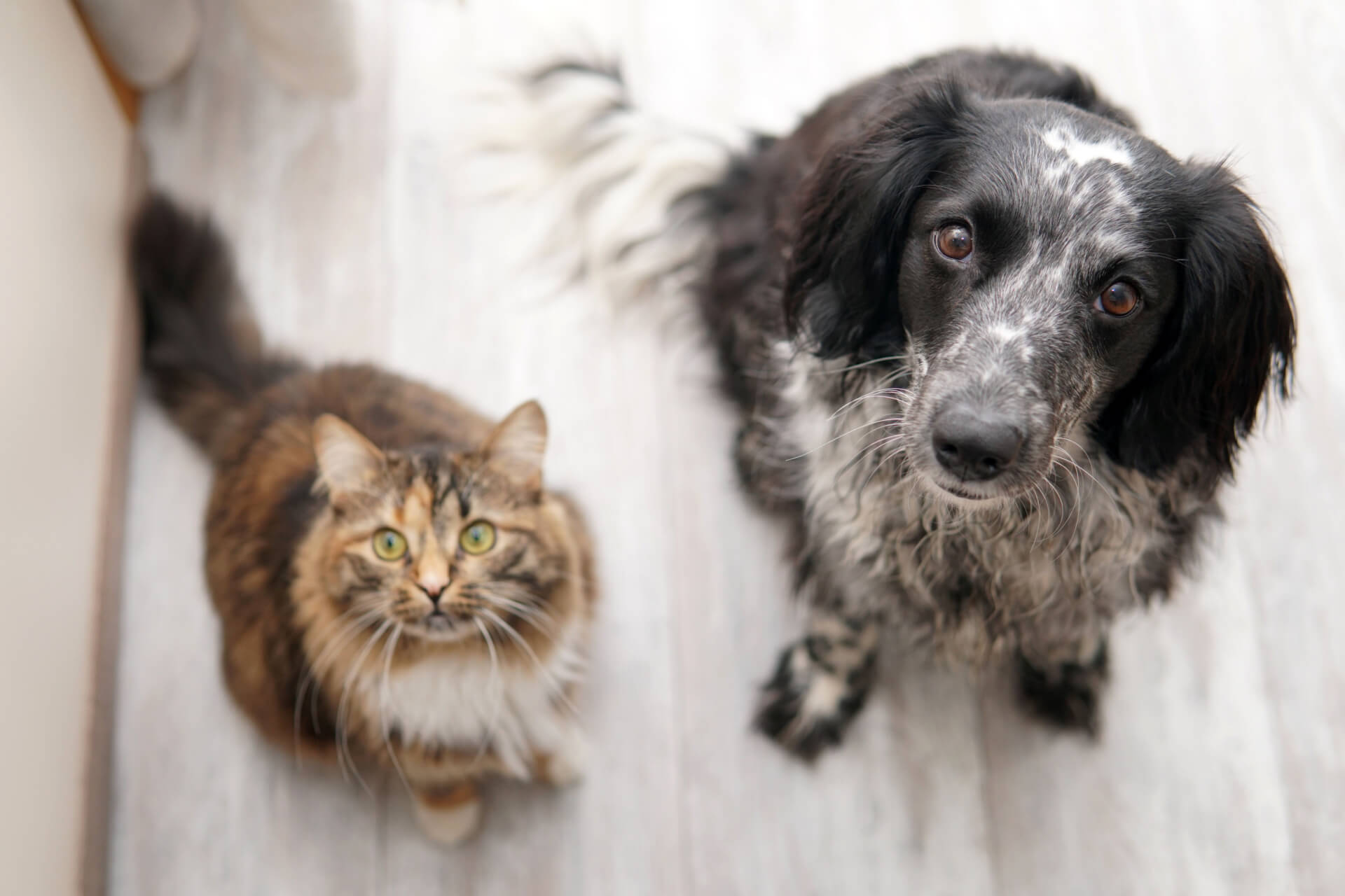 Hunde oder Katzen trotz Tierhaarallergie? So funktioniert es