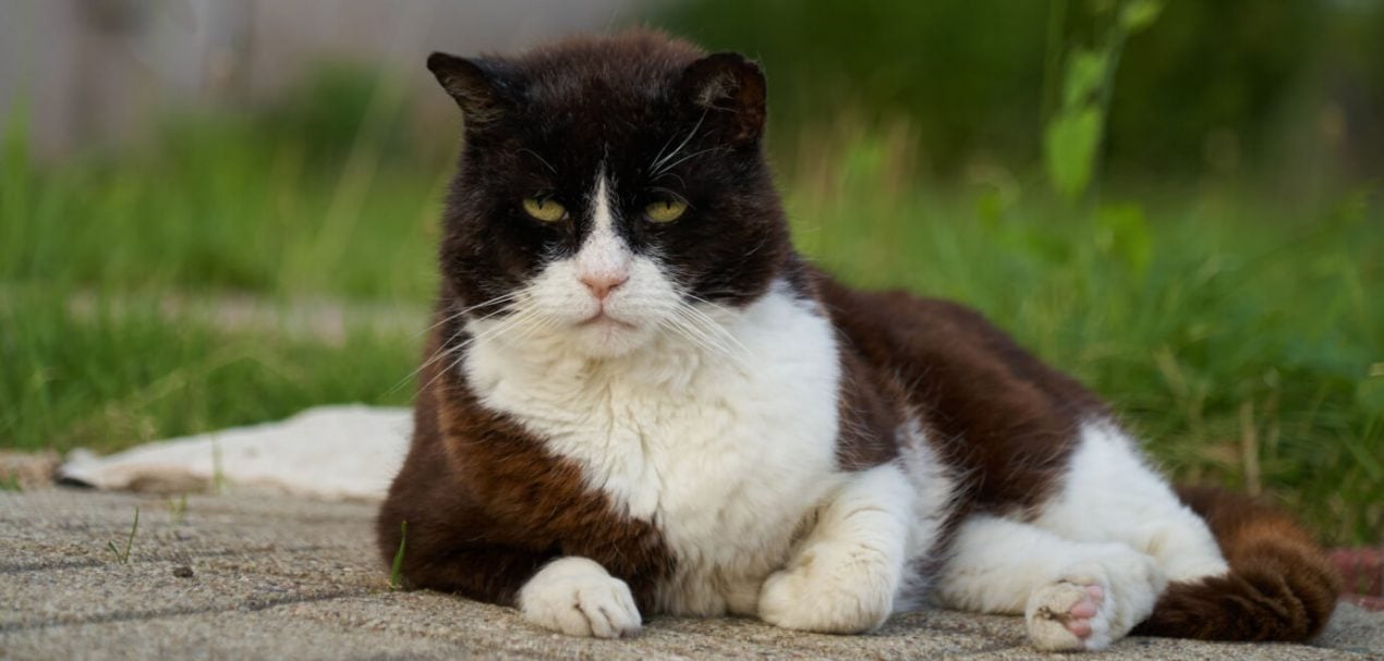 Anzeichen des Sterbens bei Katzen Alles was Ihr Wissen müsst