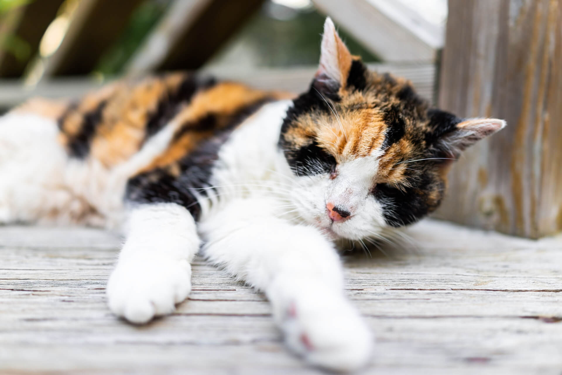 Anzeichen des Sterbens bei Katzen Alles was Ihr Wissen müsst