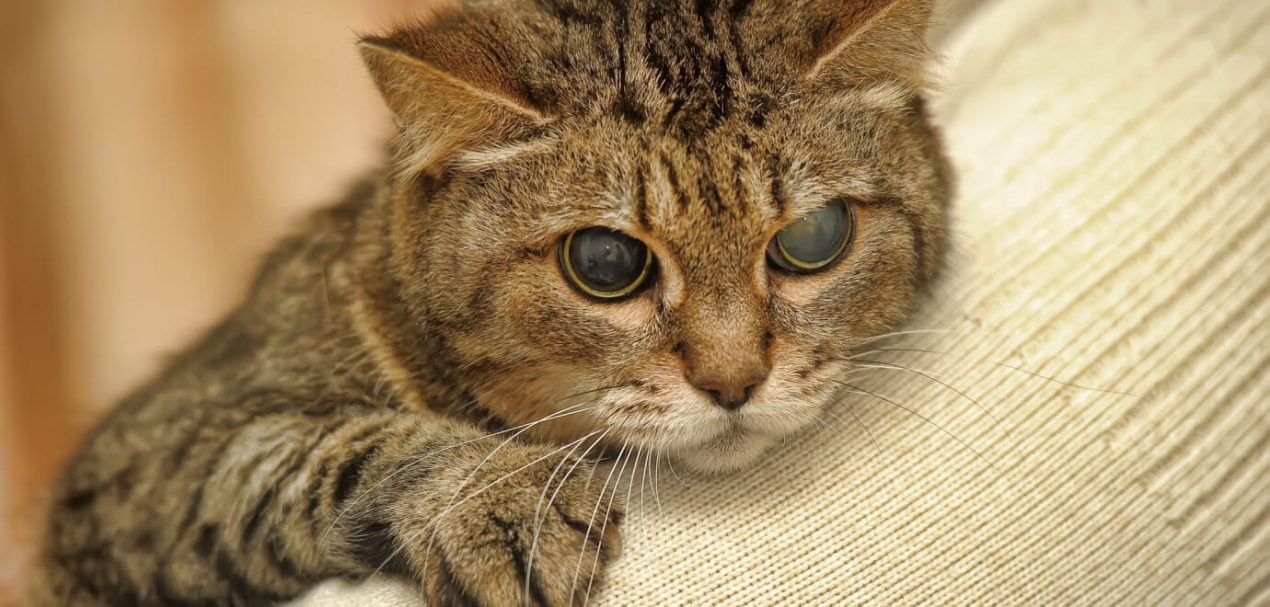 Anzeichen des Sterbens bei Katzen Alles was Ihr Wissen müsst