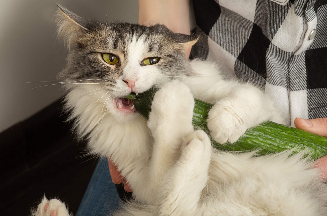 Was dürfen Katzen essen? Tipps für eine gesunde Katzen Ernährung
