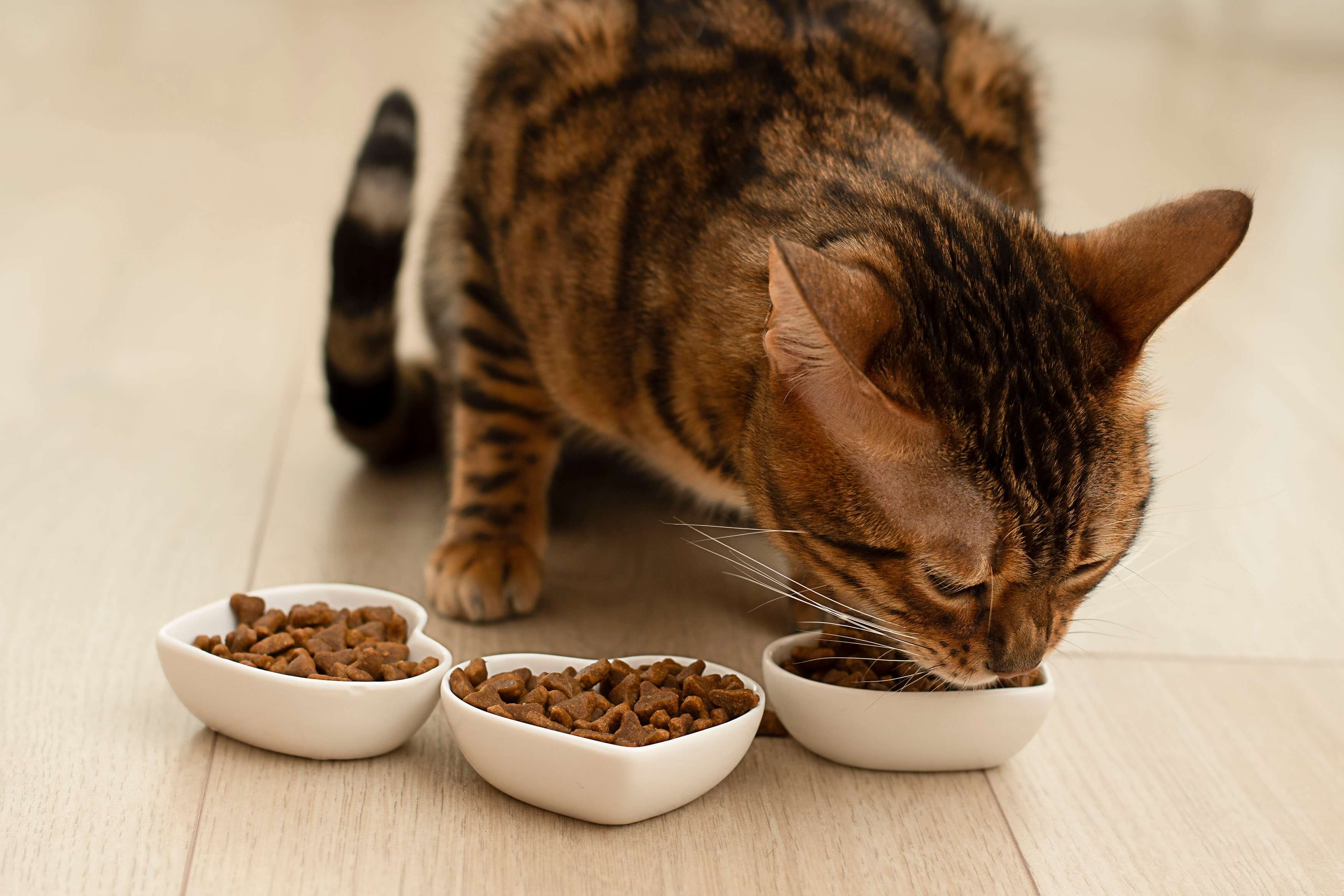 Was dürfen Katzen essen? Tipps für eine gesunde Katzen Ernährung