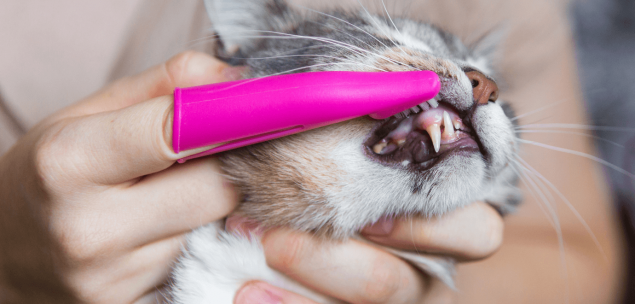 Prävention von Zahnfleischentzündung bei Katzen