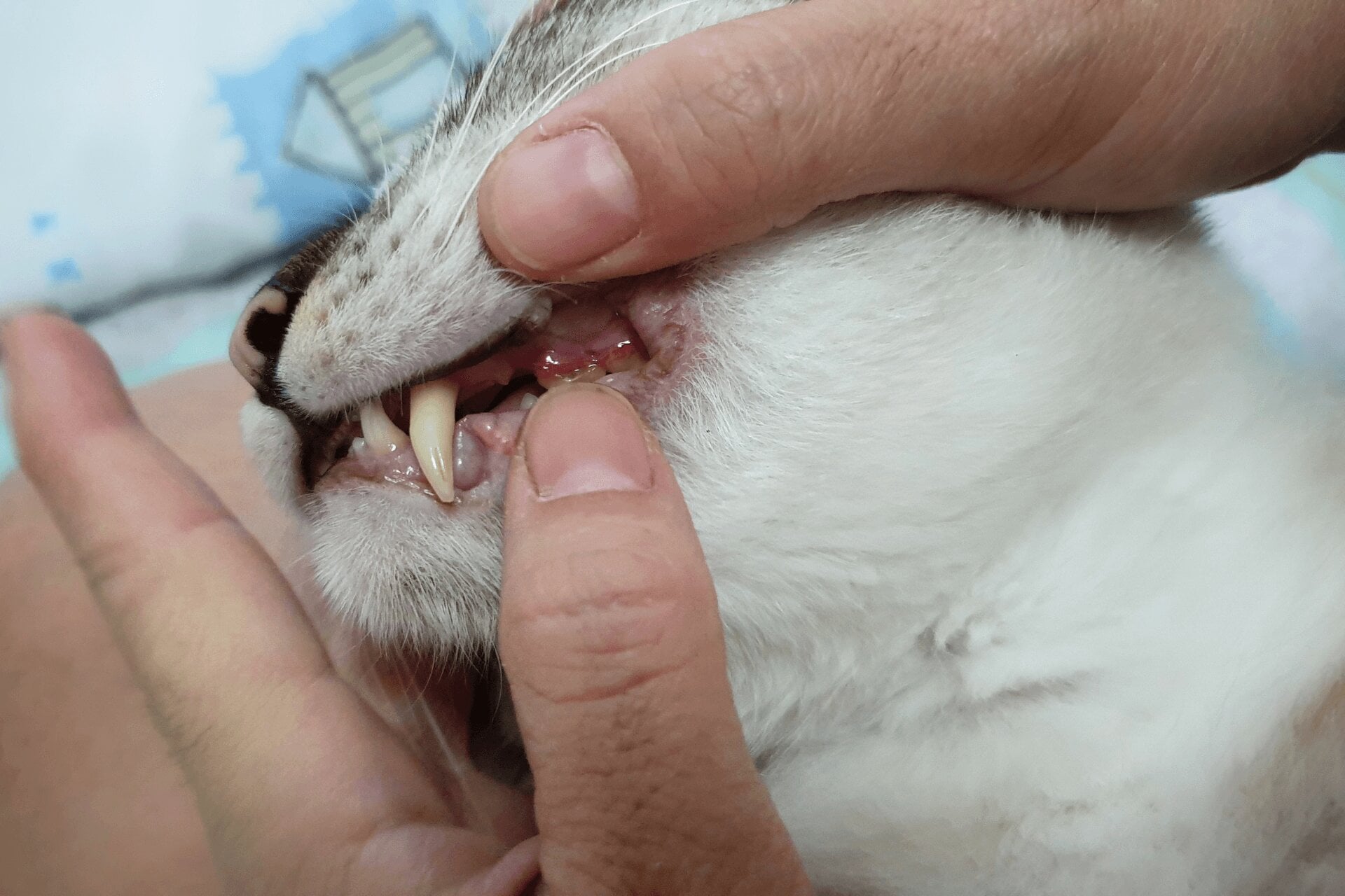 Katze mit Zahnfleischentzündung