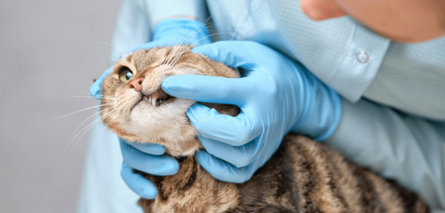 Zahnfleischuntersuchung bei Katze