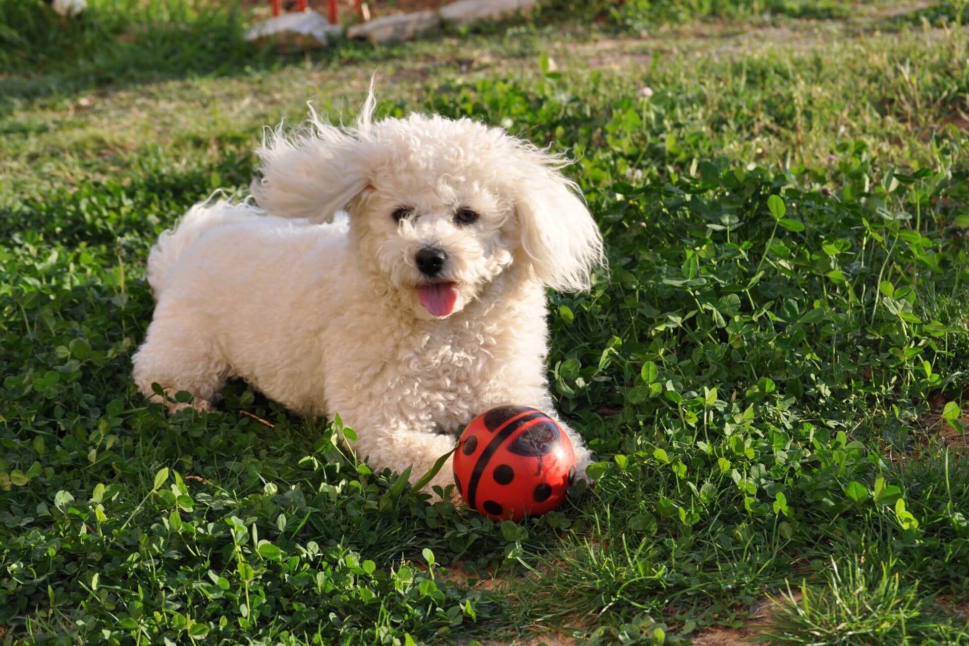 Pflegeleichte Hunderassen