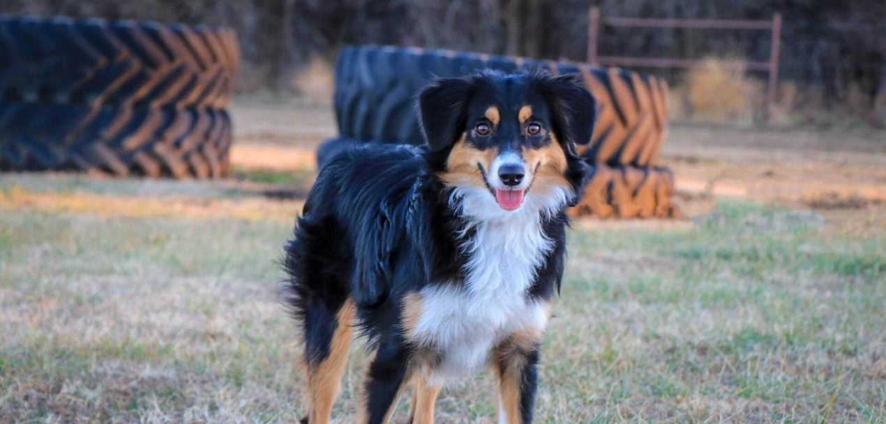 Wie Viel Kostet Ein Australian Shepherd Im Monat Mini Australian Shepherd - Pflege, Erziehung & Tipps