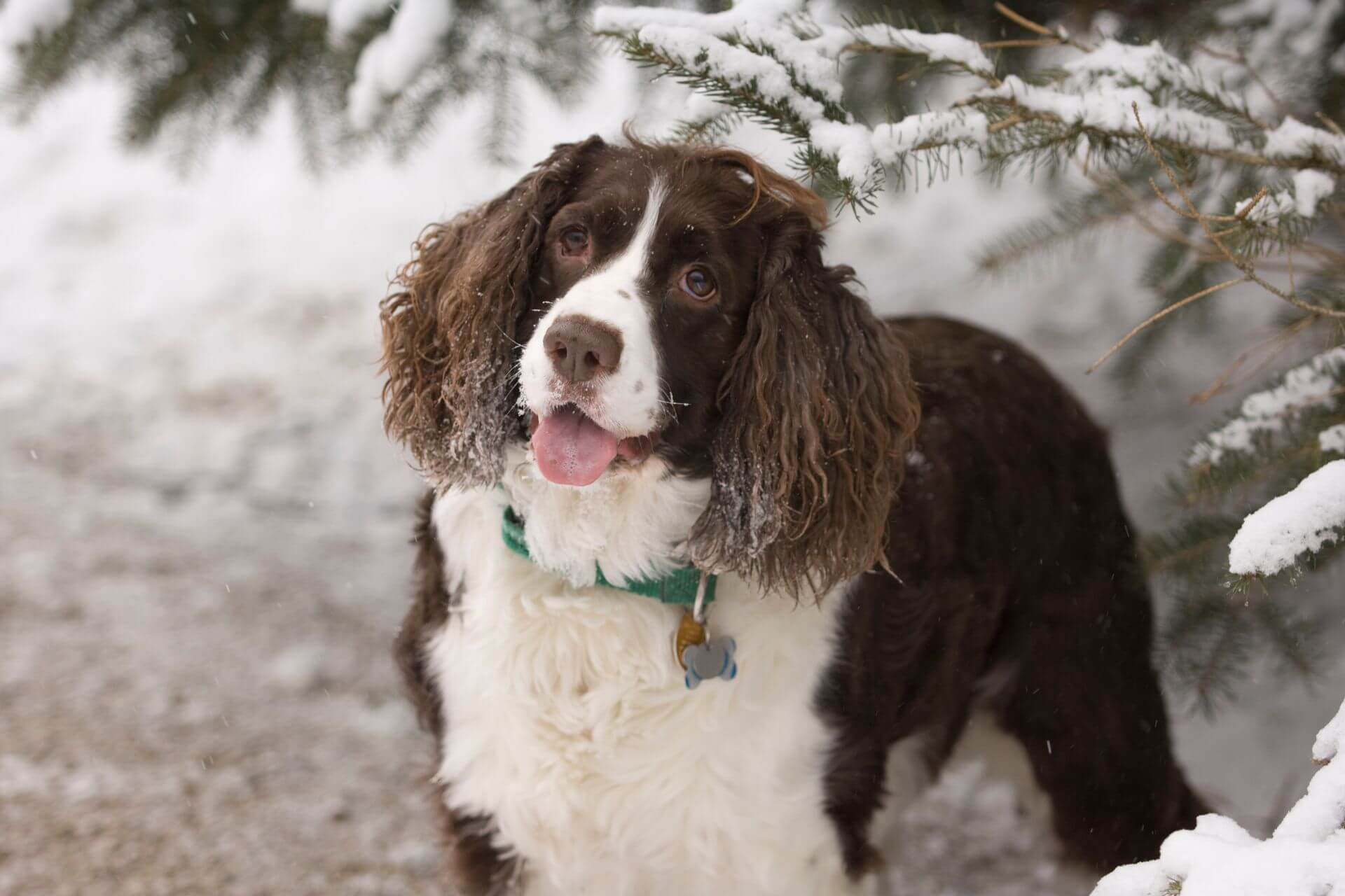English Springer Spaniel