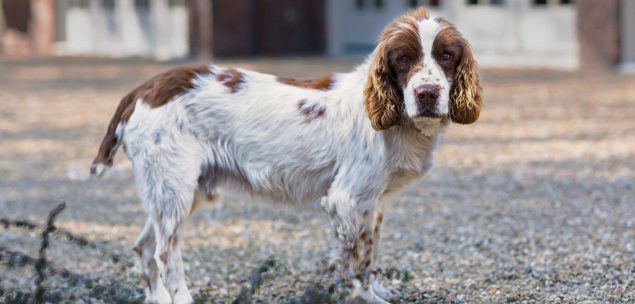 English Springer Spaniel