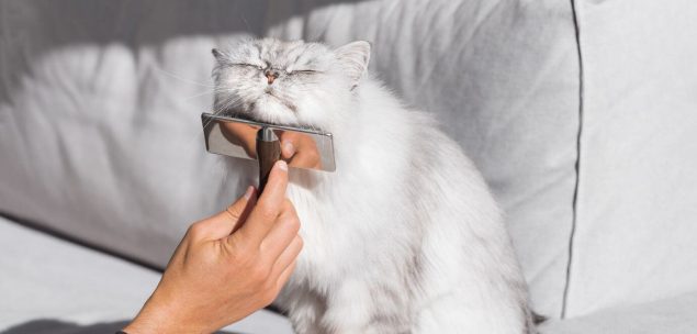 Fellpflege bei Katzen