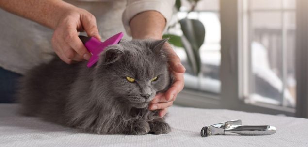 Fellpflege bei Katzen