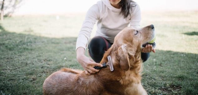 Fellpflege beim Hund