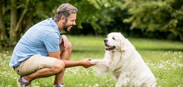 Obedienztraining mit Golden Retriever