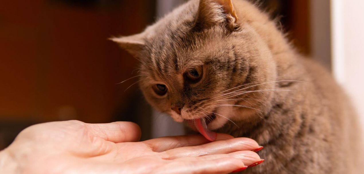 Die Katze leckt mich ab Katzenverhalten verstehen
