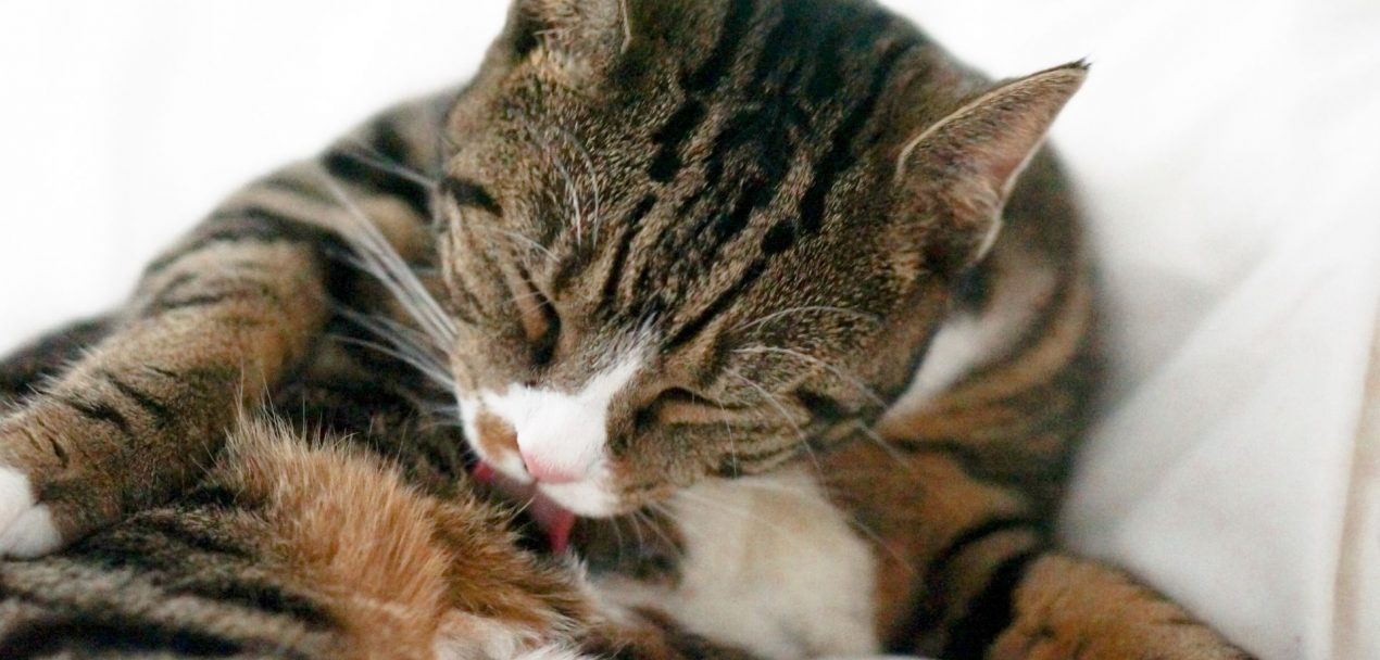 Katze Putzt Sich Ständig Und Ist Unruhig Katze putzt sich ständig – Was steckt hinter häufigen Putzen?