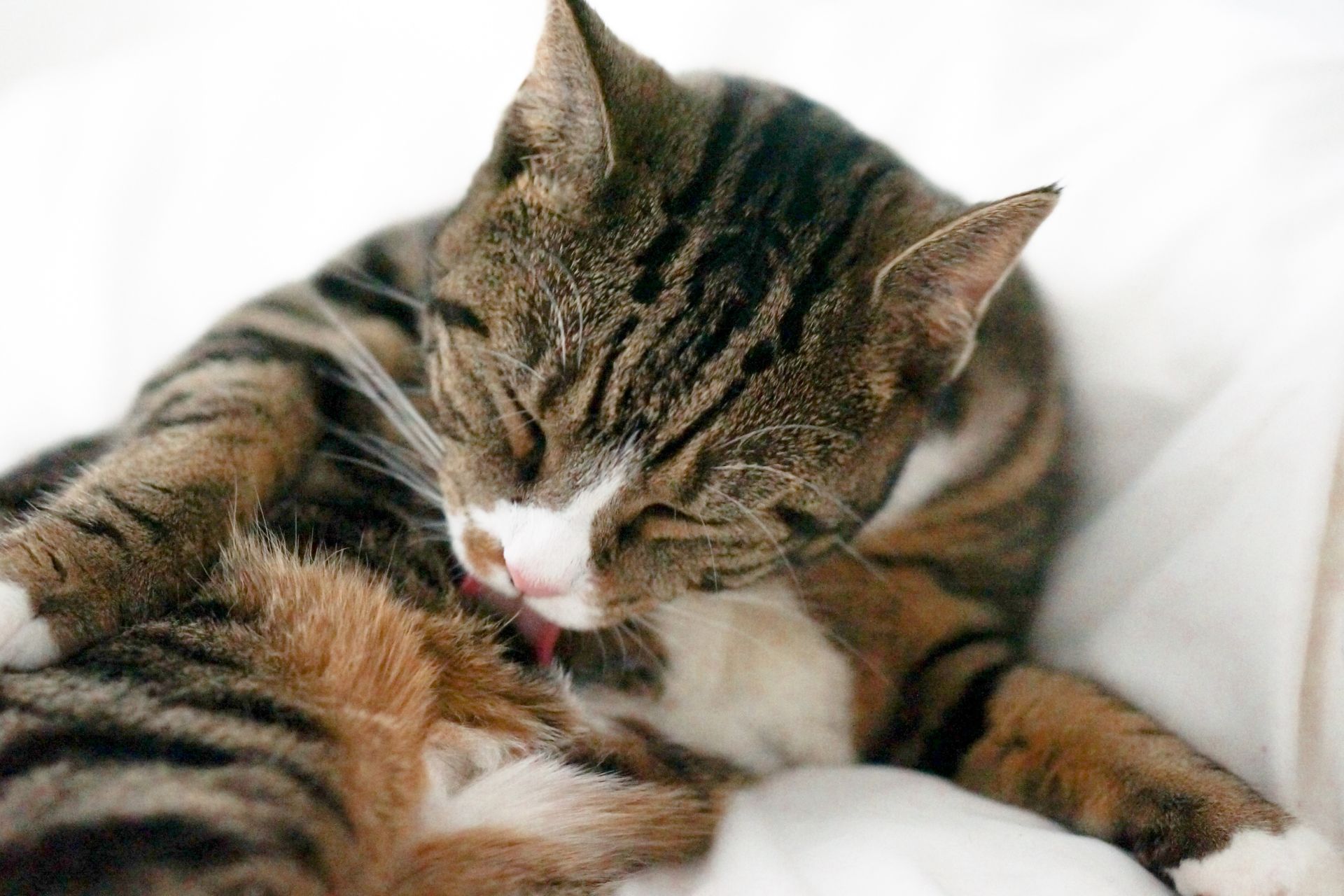 Katze putzt sich ständig Was steckt hinter häufigen Putzen?