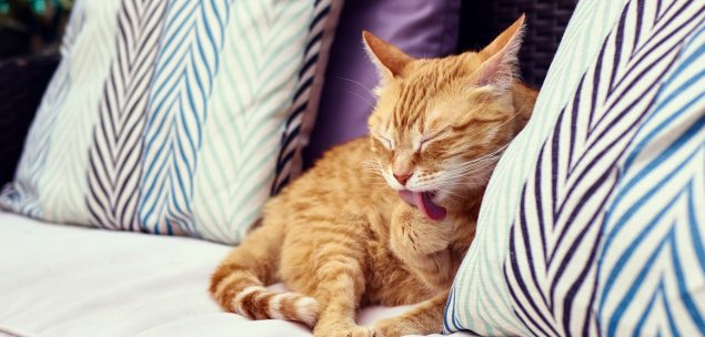 katze leckt sich ständig