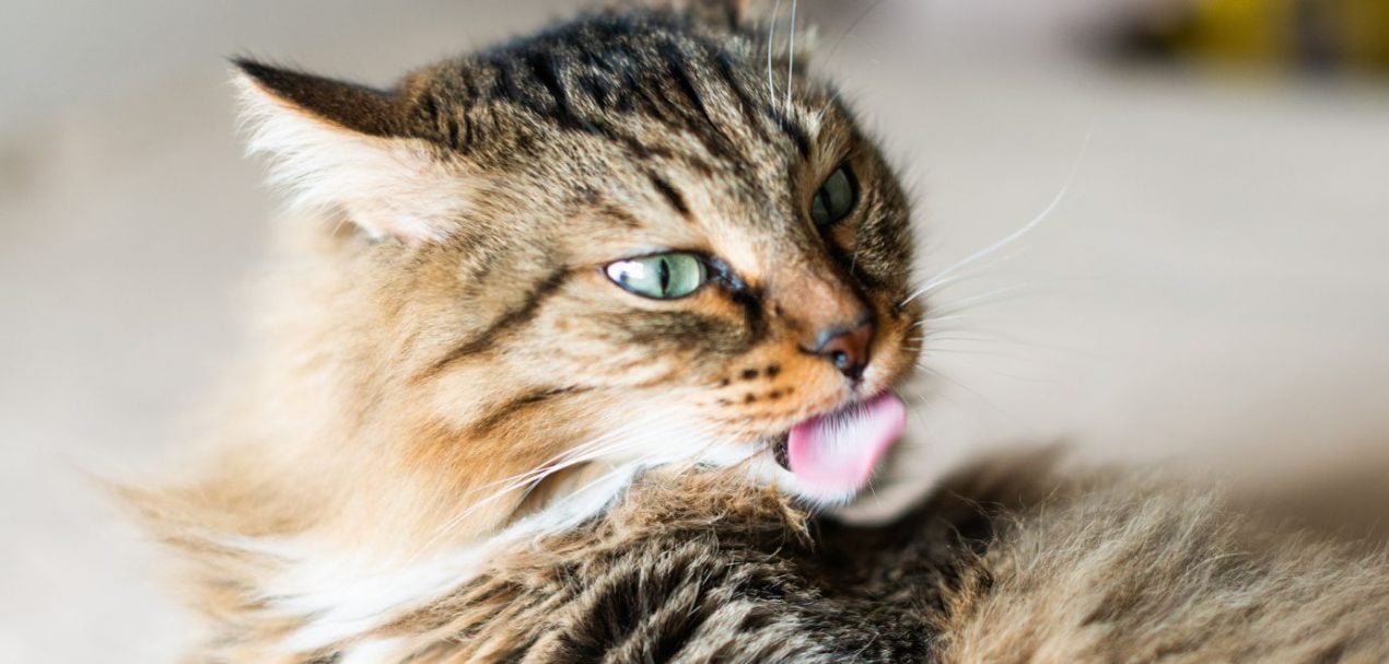 Katze putzt sich ständig Was steckt hinter häufigen Putzen?