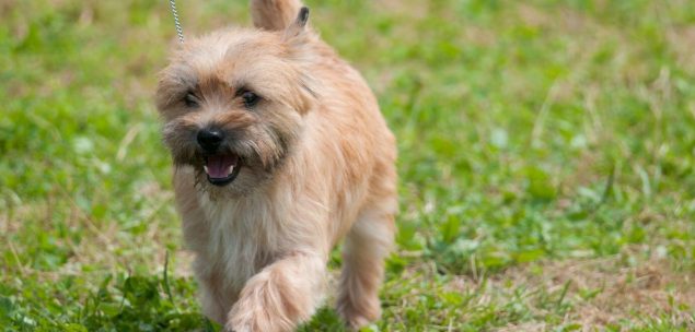 Norwich Terrier rennt in Richtung der Kamera